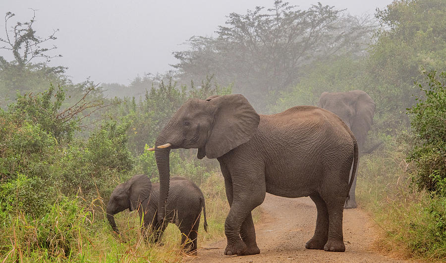 Early Morning Elephants Photograph by Marcy Wielfaert