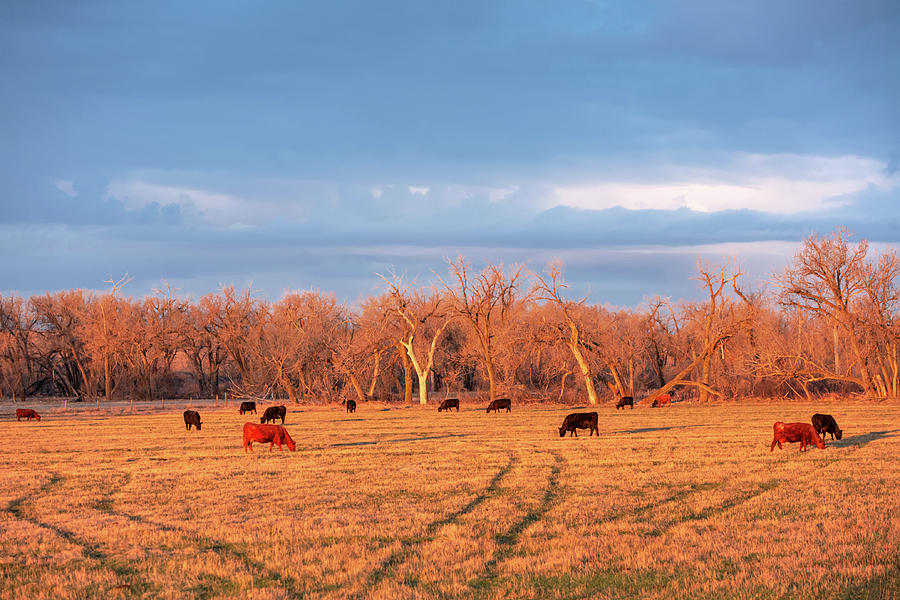 Early Morning Herd Photograph by Todd Klassy