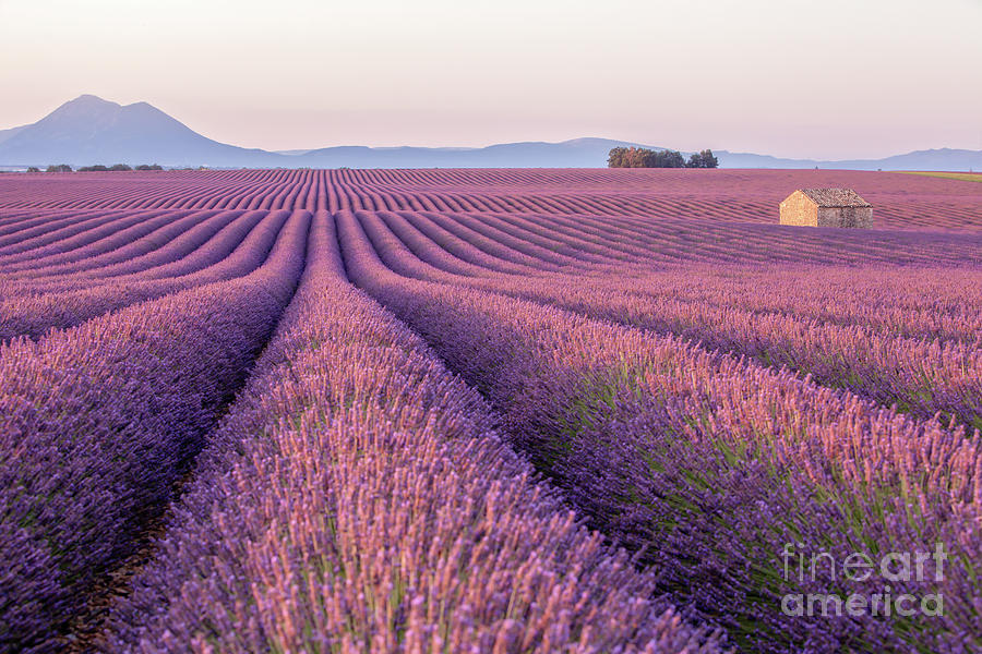 Early Morning In A Provences Lavender Photograph by Tu Xa Ha Noi