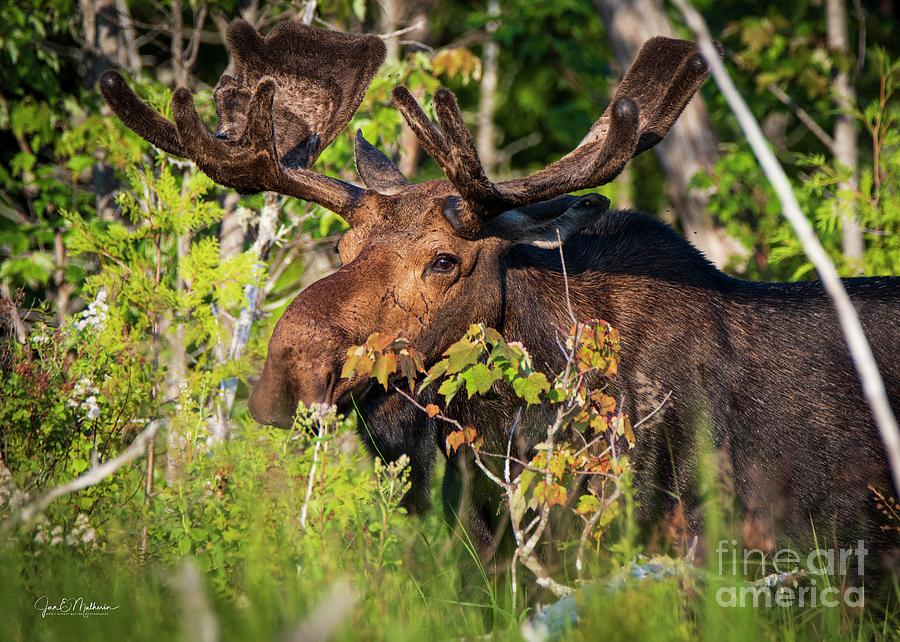 Early Morning Jaunt - Bull Moose Photograph