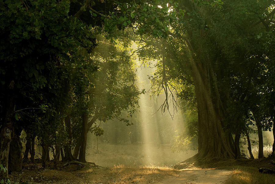 Early Morning Light Through Forest Bandhavgarh Np India Photograph By Nick Garbutt Naturepl Com