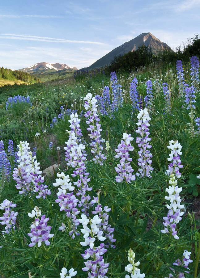 Early Morning Lupine Mountain Portrait Photograph by Cascade Colors