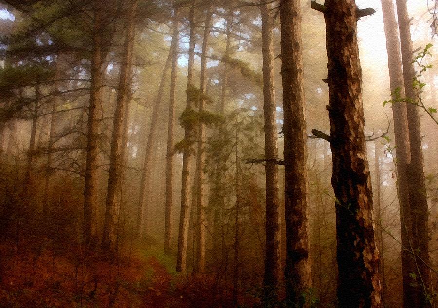 Early Morning Mist In An Autumn Forest Near Avalonhurst L B Digital Art ...