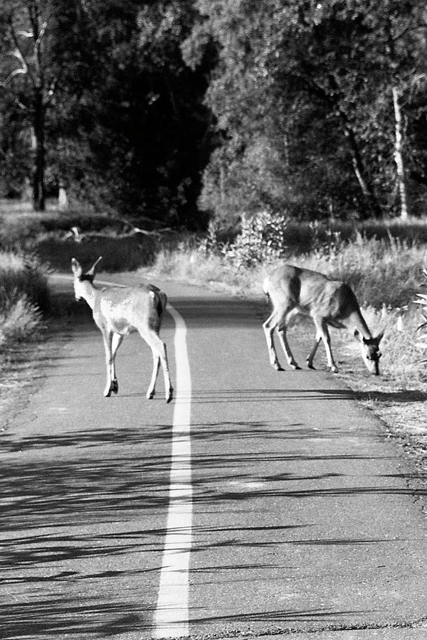 Early Morning Roadblock Photograph by Jerry Griffin