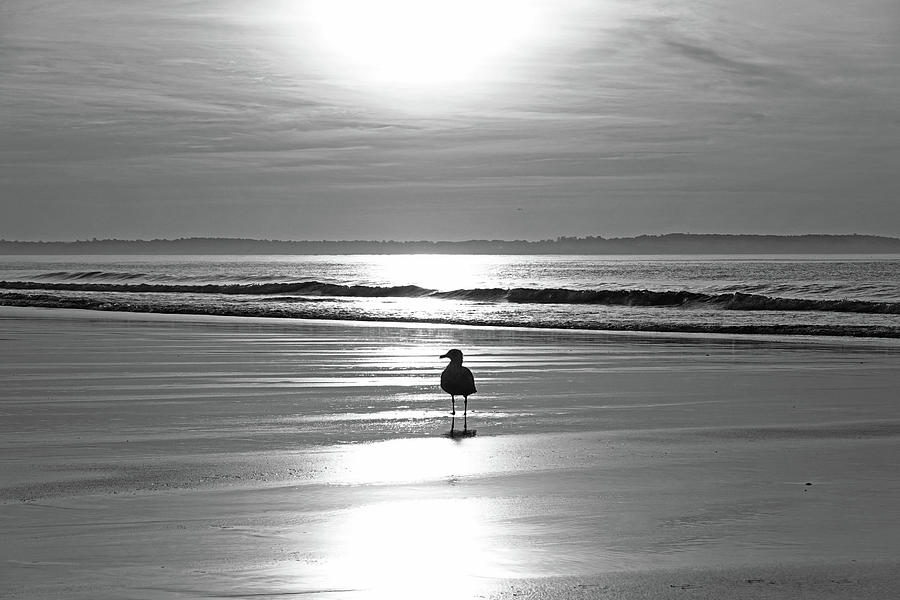 Early Morning Seagull at Sunrise on Old Orchard Beach Maine Black and White Photograph by Toby McGuire