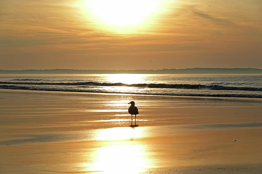 Early Morning Seagull at Sunrise on Old Orchard Beach Maine Photograph by Toby McGuire