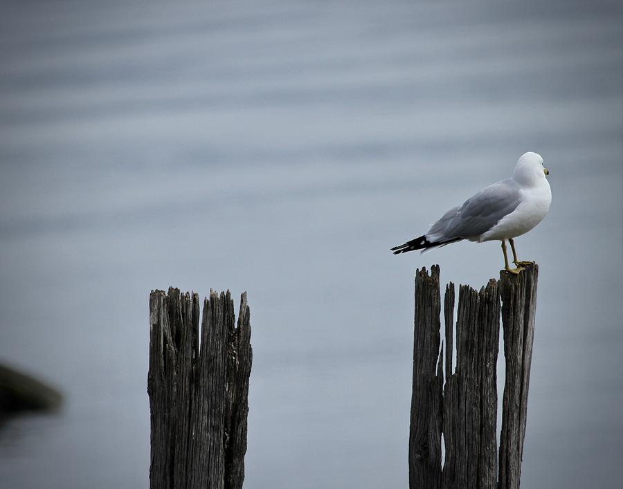 Early Morning Solitude Photograph by Sherwood Martinelli - Fine Art America