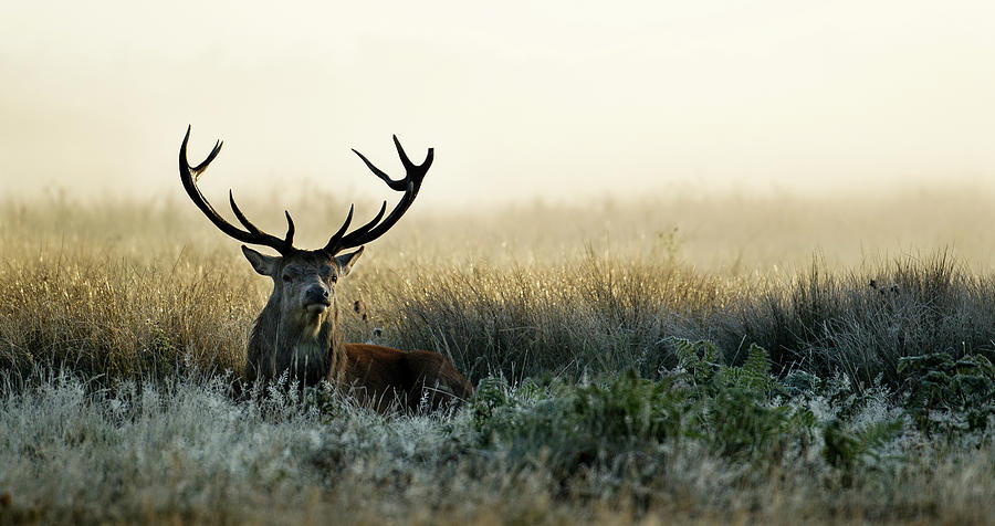 Early Morning Stag Photograph by Glenn Haworth