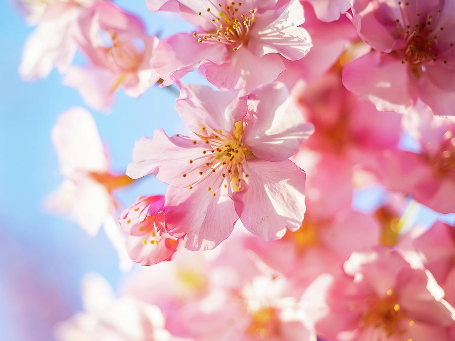 Early Pink Sakura In Bloom 8 Photograph by Dave Hansche | Fine Art America