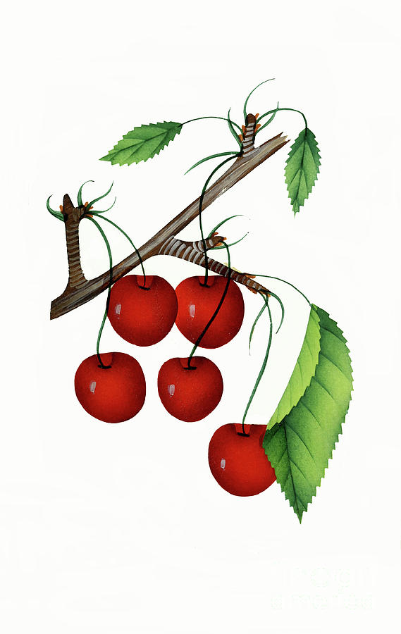 Early Richmond Cherries by Nikki Vig Early Richmond Cherries by Nikki Vig