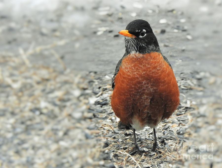 Early Robin Photograph by Eunice Miller