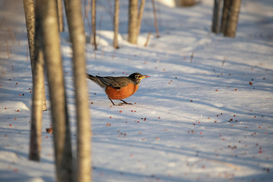 Early Robin gets the Sumac Photograph by Brian Hale