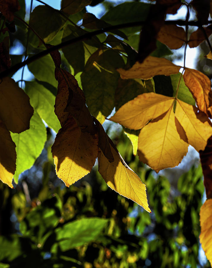Early Signs of Fall - Leaves Photograph by Robert Ullmann