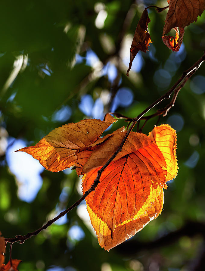 Early Signs of Fall Photograph by Robert Ullmann