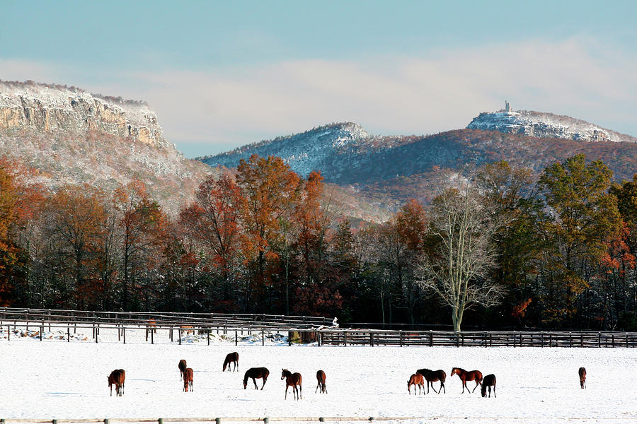 Winter Photograph - Early Snow Horse Paddock by Robert Goldwitz