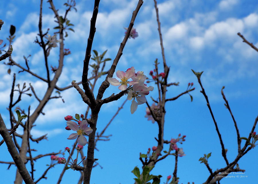 Early Spring Blossoms Photograph by Richard Thomas
