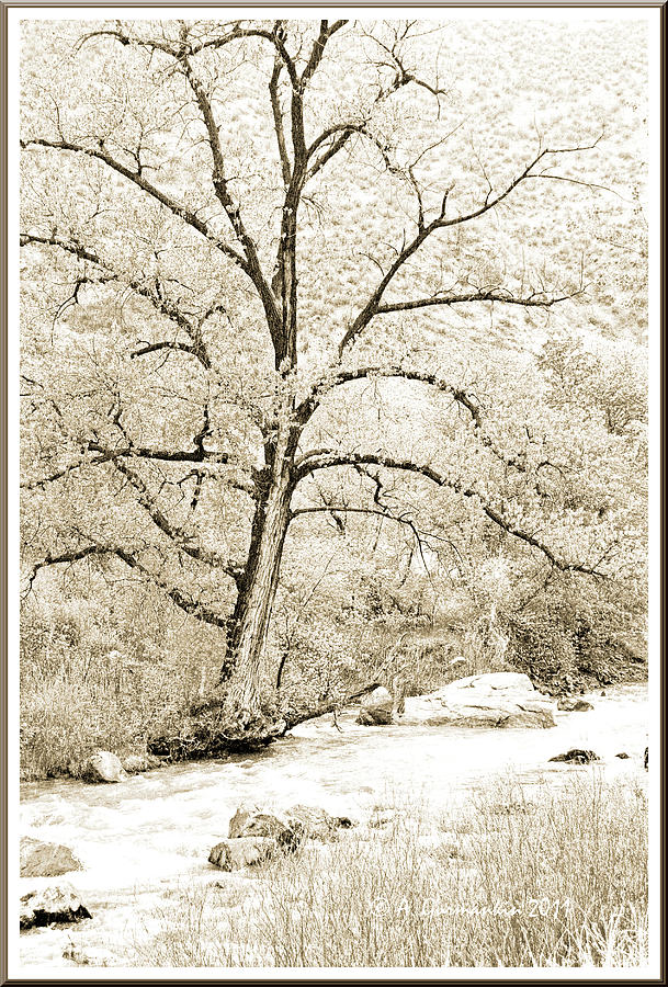 Early Spring Boulder Creek Colorado by A Gurmankin Early Spring Boulder Creek Colorado by A Gurmankin