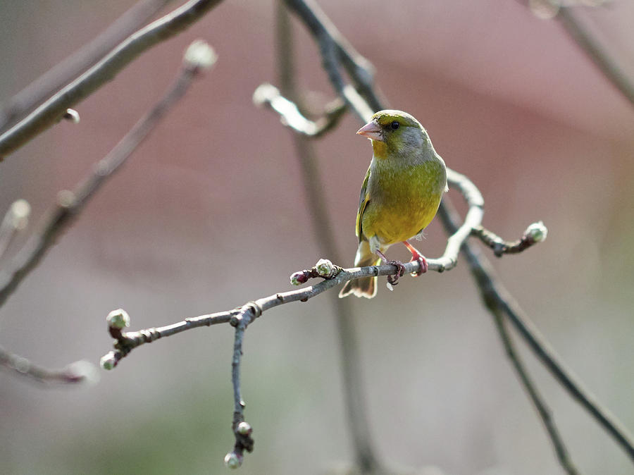 Early spring. European greenfinch Photograph by Jouko Lehto