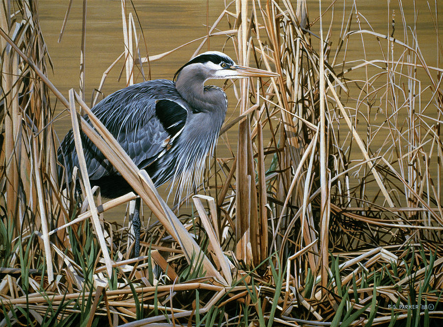 Early Spring - Great Blue Heron Painting by Ron Parker
