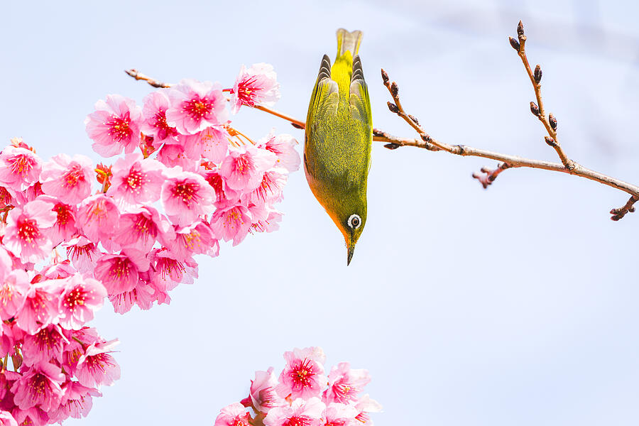 Early Spring Photograph by Junko Torikai