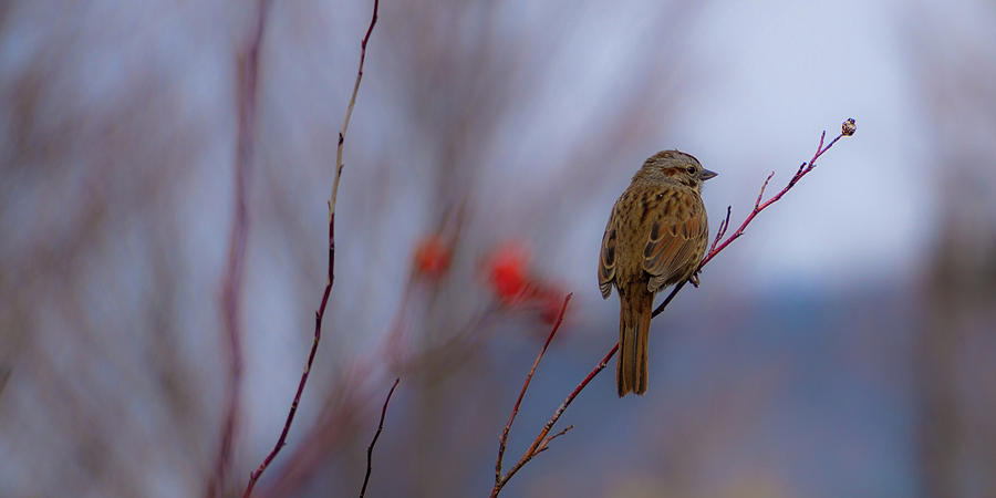 Early Spring Sparrow by Dave Matchett Early Spring Sparrow by Dave Matchett