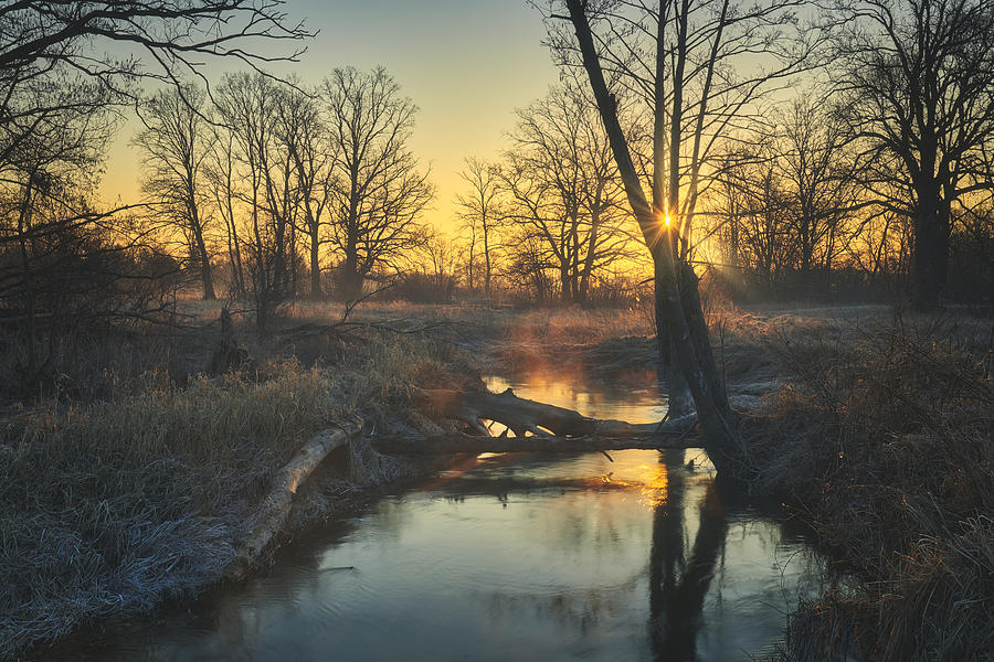 Early Spring Sun Photograph By Pawel Kado Fine Art America