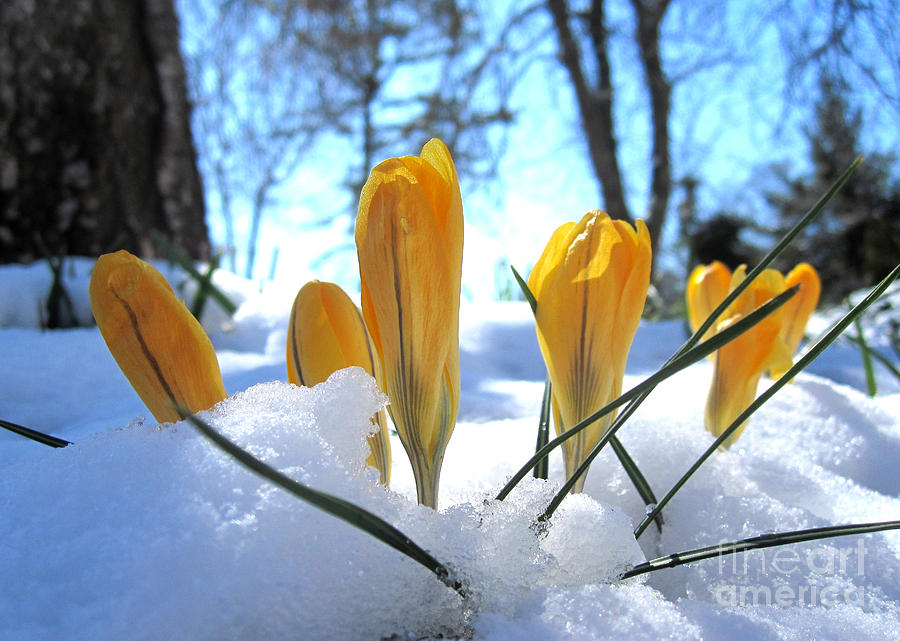 Early Spring Surprise Photograph by Deborah A Andreas