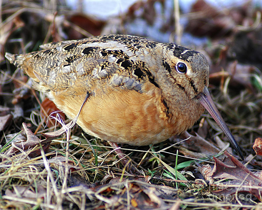 Early Spring American Woodcock Photograph by Timothy Flanigan
