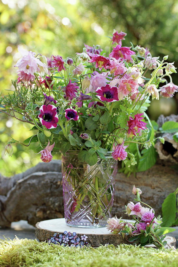 Early Summer Bouquet Of Columbines And Petunias Photograph by Angelica Linnhoff