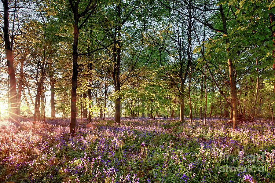 Early sunrise in English bluebell forest Photograph by Simon Bratt