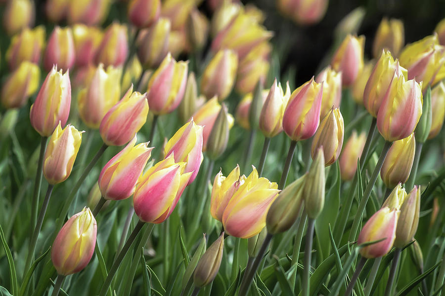 Early Tulips Photograph by James Barber