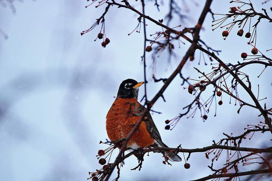 Early Visit by a Robin Photograph by Gerald Salamone