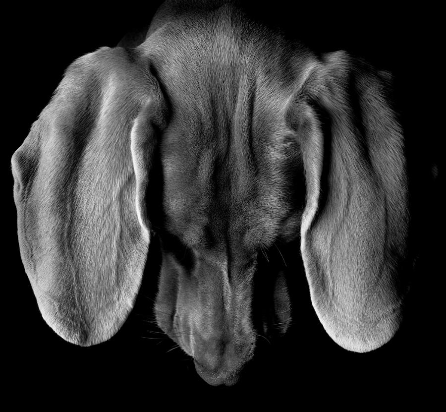 Ears Photograph by Harry Giglio - Fine Art America