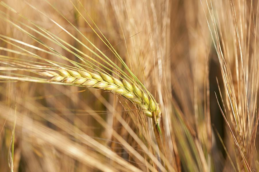 Ears Of Barley Photograph by Feig & Feig