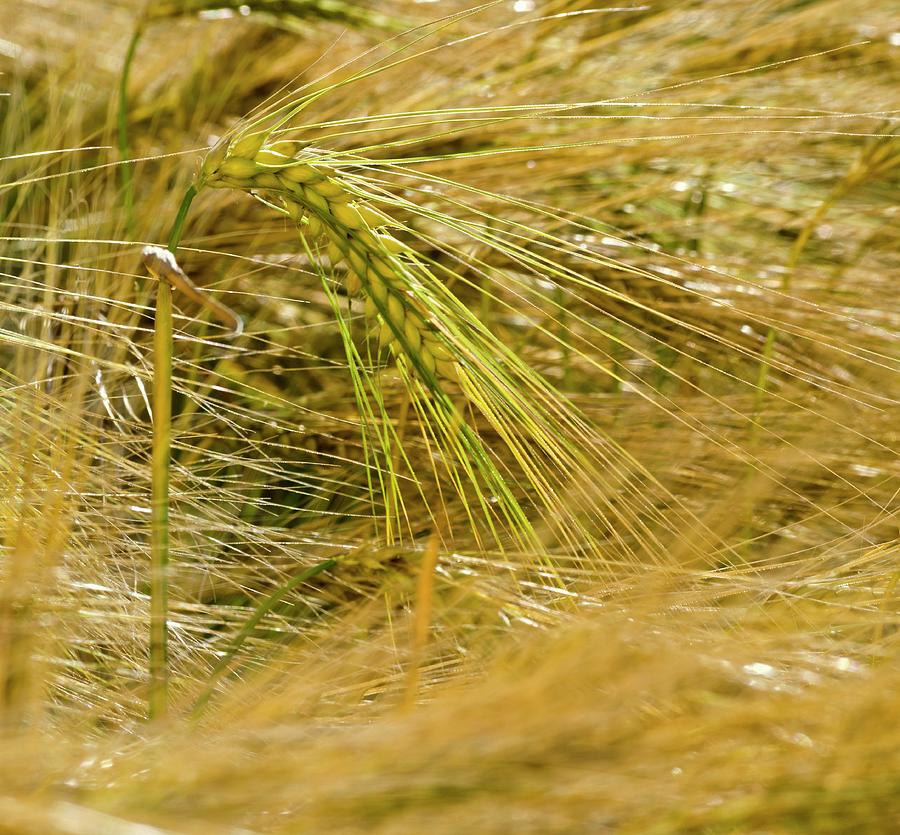 Ears Of Rye In The Field Photograph by Schfer, Chris