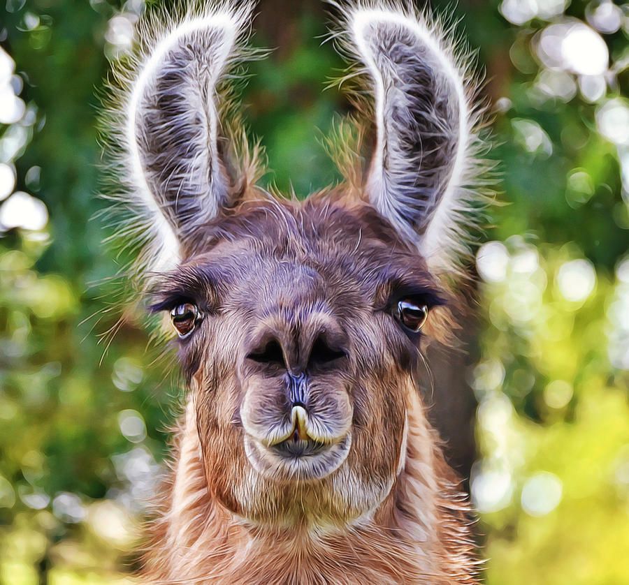Ears to You Llama Photograph by Gaby Ethington
