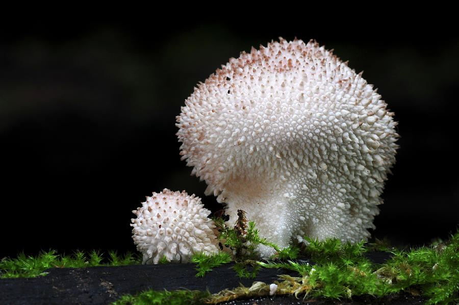 Earthball Fungus, Young Fruiting Body, New Forest Photograph by Colin ...