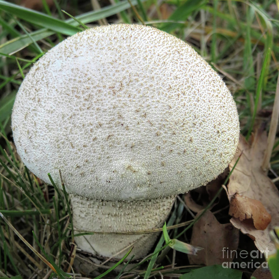 Earthball Mushroom Photograph by Elisabeth Lucas - Fine Art America