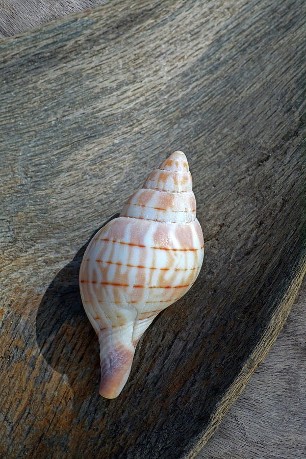 Earthen Jewel Photograph by Kathi Mirto