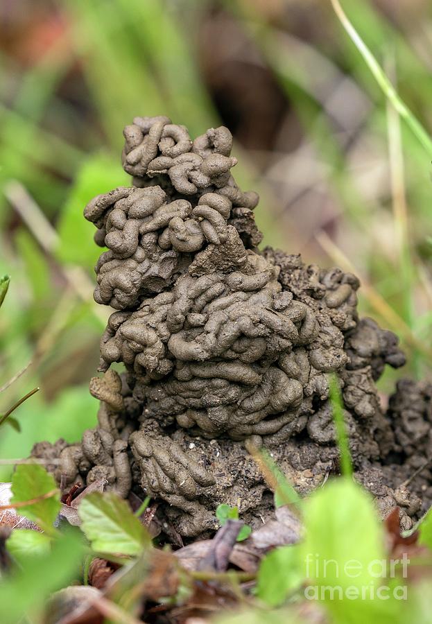 Earthworm Worm Casts Photograph by Bob Gibbons/science Photo Library ...