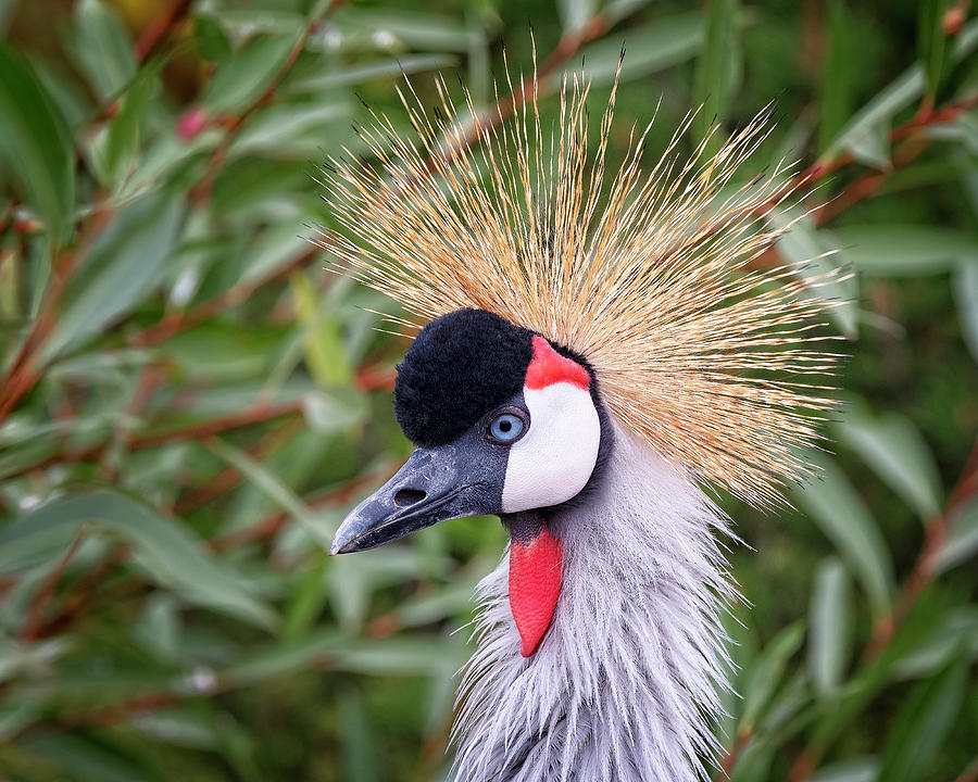 East African Crowned Crane Photograph by Catherine Reading