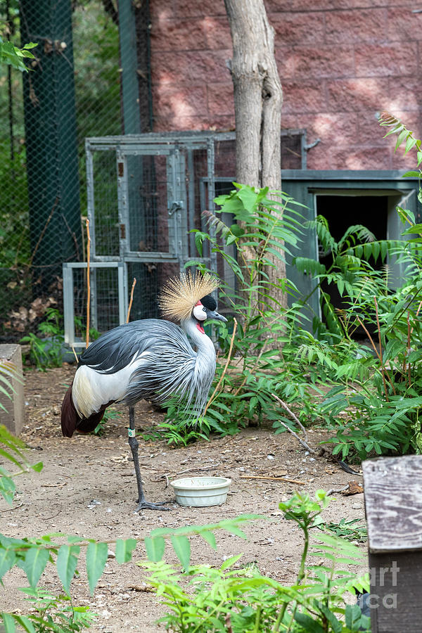 East African Crowned Crane Photograph by Jim West/science Photo Library