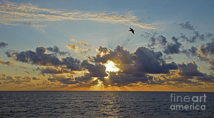 East Florida Pelican Sunrise Photograph by Larry Nieland