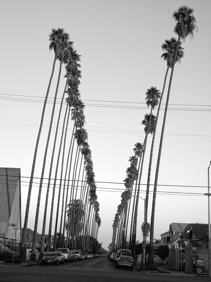 East La Palm Trees Photograph