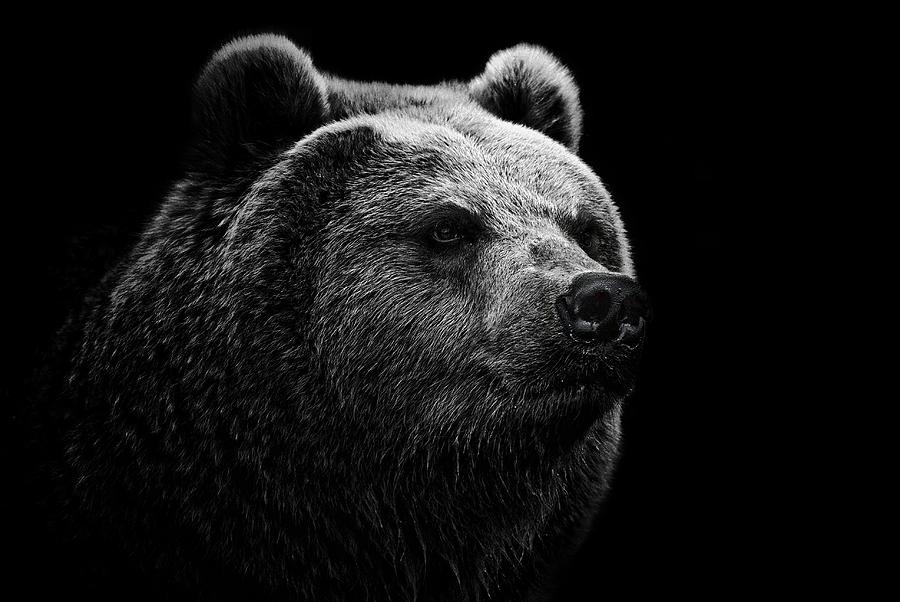 East Siberian Brown Bear Photograph by © Christian Meermann