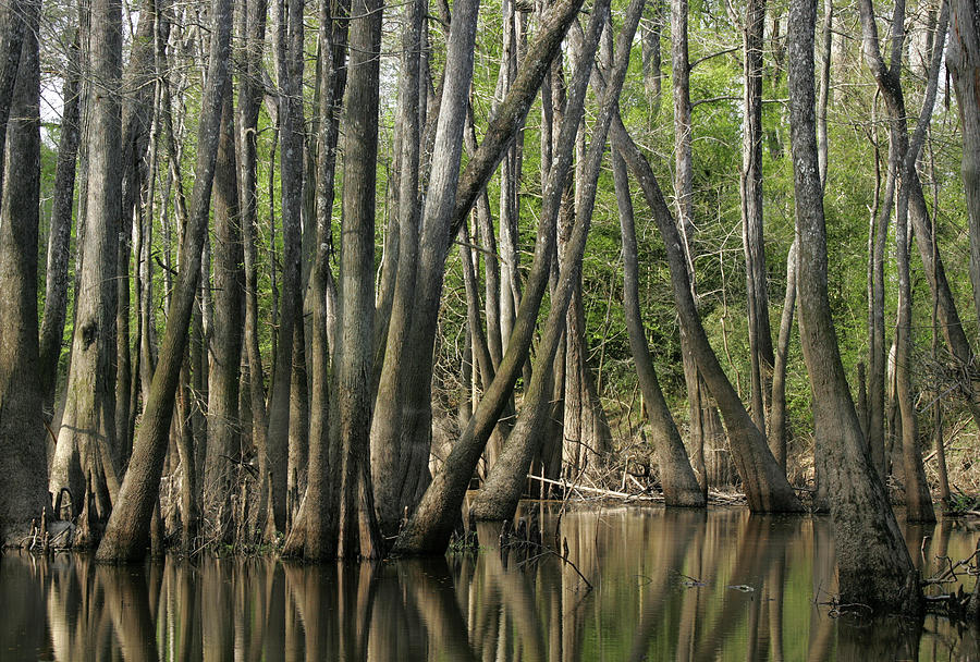 East Texas Swamp 2 Photograph by Renal