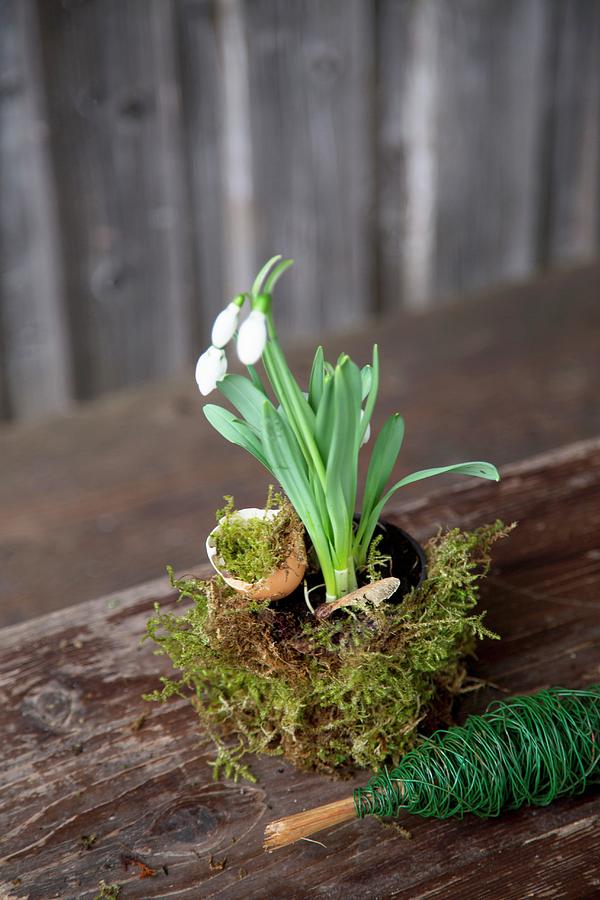 Easter Arrangement Of Snowdrops, Moss And Egg Shells Photograph by Syl Loves