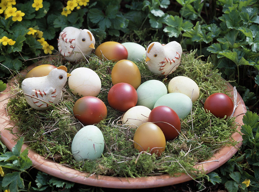 Easter Basket With Colored Eggs And Chicks Photograph by Friedrich Strauss