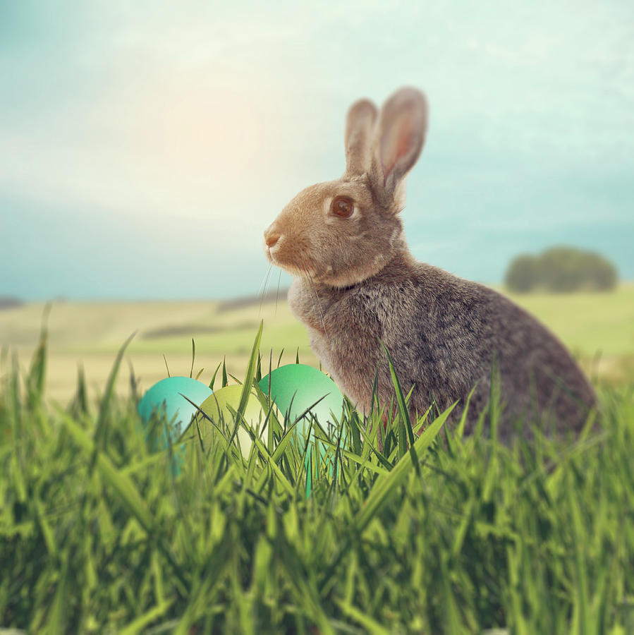 Easter Bunny With Easter eggs on A Bed Of Grass Photograph by Ethiriel Photography