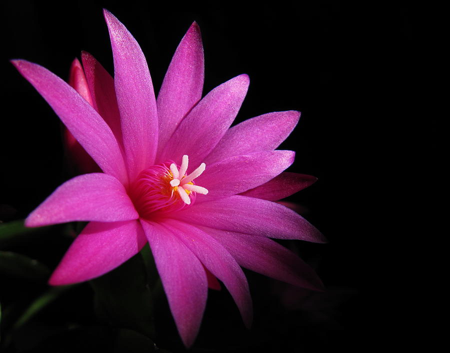 Easter Cactus- Rhipsalidopsis Photograph by By Merete Stava